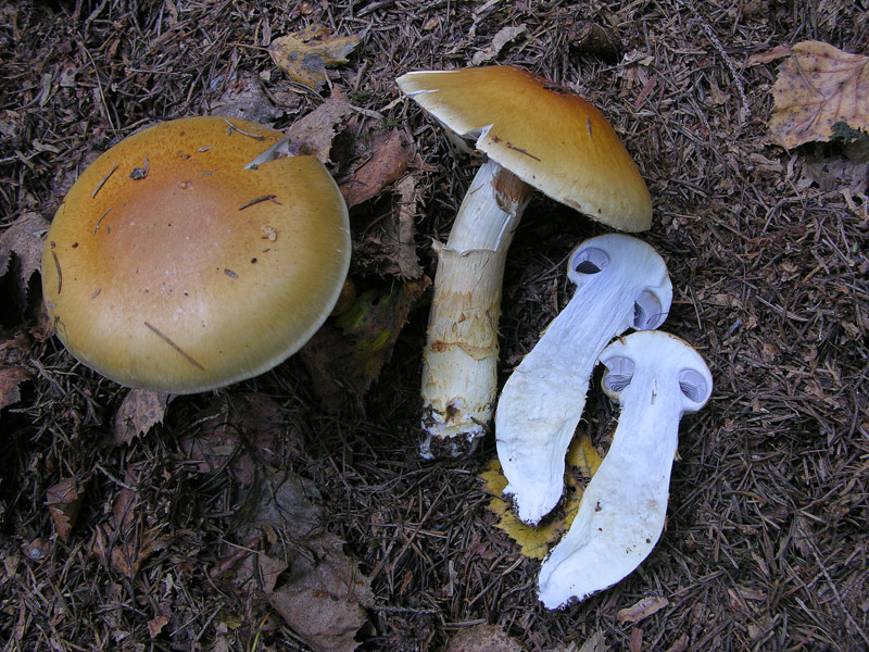 Cortinarius, 26 settembre.